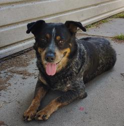 Found/Stray Male Dog last seen Near s near imperial highway , Cudahy, CA 90201