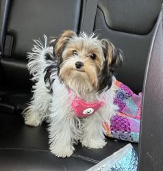Lost Female Dog last seen La presa, Spring Valley, CA 91977