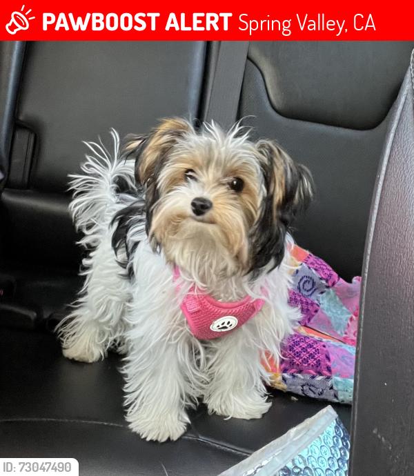 Lost Female Dog last seen La presa, Spring Valley, CA 91977