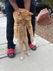 Found/Stray Male Cat last seen Anthem, Henderson, NV 89044