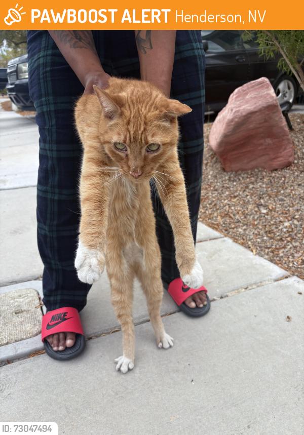 Found/Stray Male Cat last seen Anthem, Henderson, NV 89044