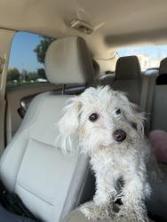 Found/Stray Unknown Dog last seen Near Arrow Hwy Baldwin Park, CA  91706 United States, Irwindale, CA 91706
