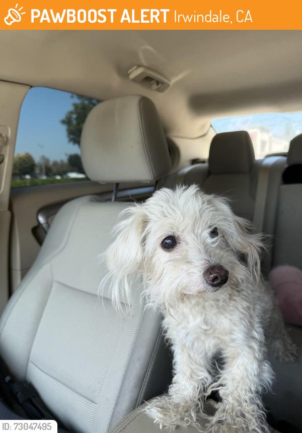 Found/Stray Unknown Dog last seen Near Arrow Hwy Baldwin Park, CA  91706 United States, Irwindale, CA 91706