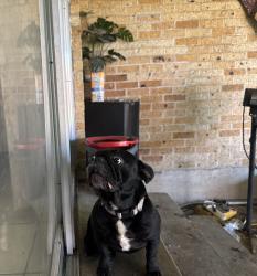 Found/Stray Female Dog last seen Samuell High School, Dallas, TX 75217