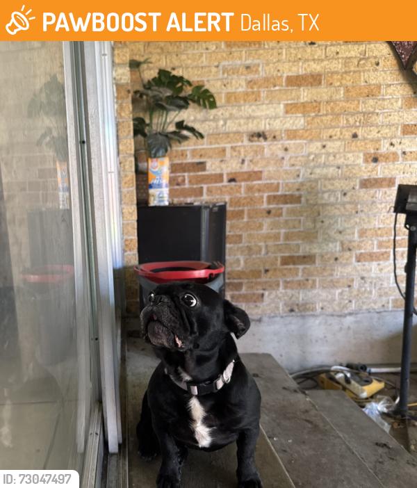 Found/Stray Female Dog last seen Samuell High School, Dallas, TX 75217