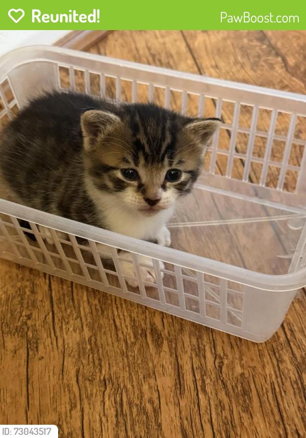 Reunited Unknown Cat last seen LE5 5NR, Leicester, England LE5 5NR