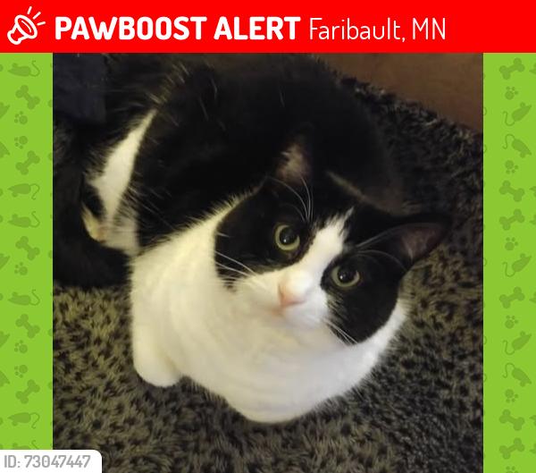 Lost Female Cat last seen 1st St SW, 9th Ave SW, Faribault, MN 55021