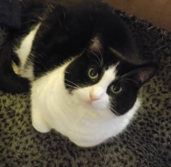 Lost Female Cat last seen 1st St SW, 9th Ave SW, Faribault, MN 55021