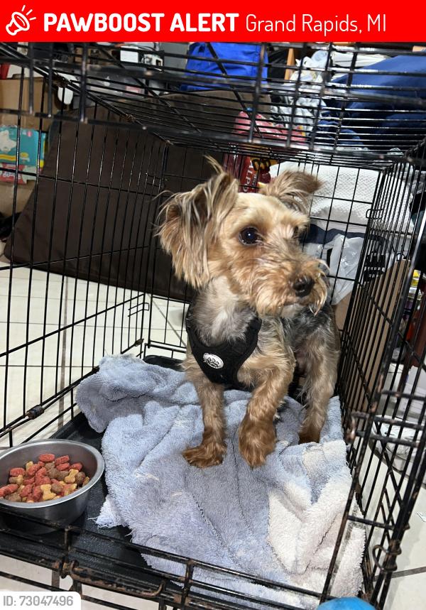 Lost Male Dog last seen Dorchester Ave, Grand Rapids, MI 49503