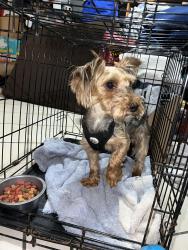 Lost Male Dog last seen Dorchester Ave, Grand Rapids, MI 49503