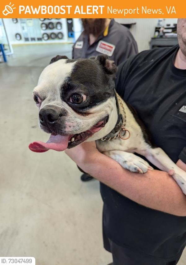 Found/Stray Male Dog last seen Jefferson Ave, Newport News, VA 23608