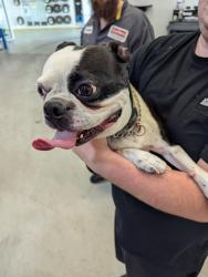 Found/Stray Male Dog last seen Jefferson Ave, Newport News, VA 23608