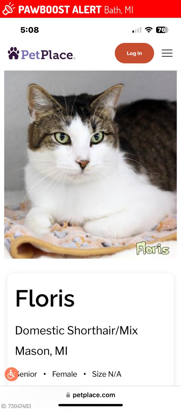 Lost Female Cat last seen On Drumheller rd bath twp, Bath, MI 48808