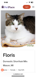 Lost Female Cat last seen On Drumheller rd bath twp, Bath, MI 48808