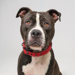 Shelter Stray Male Dog last seen , 4575 E Mesquite Ave, Palm Springs, CA 92264, USA
