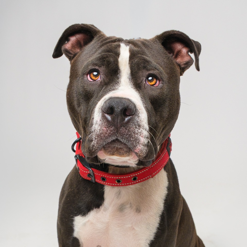 Shelter Stray Male Dog last seen , 4575 E Mesquite Ave, Palm Springs, CA 92264, USA
