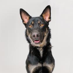 Shelter Stray Male Dog last seen , 4575 E Mesquite Ave, Palm Springs, CA 92264, USA