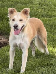 Found/Stray Female Dog last seen Summitview and Marble, Yakima, WA 98901
