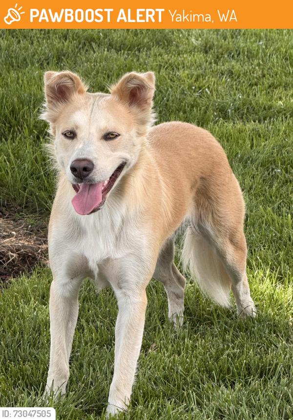 Found/Stray Female Dog last seen Summitview and Marble, Yakima, WA 98901