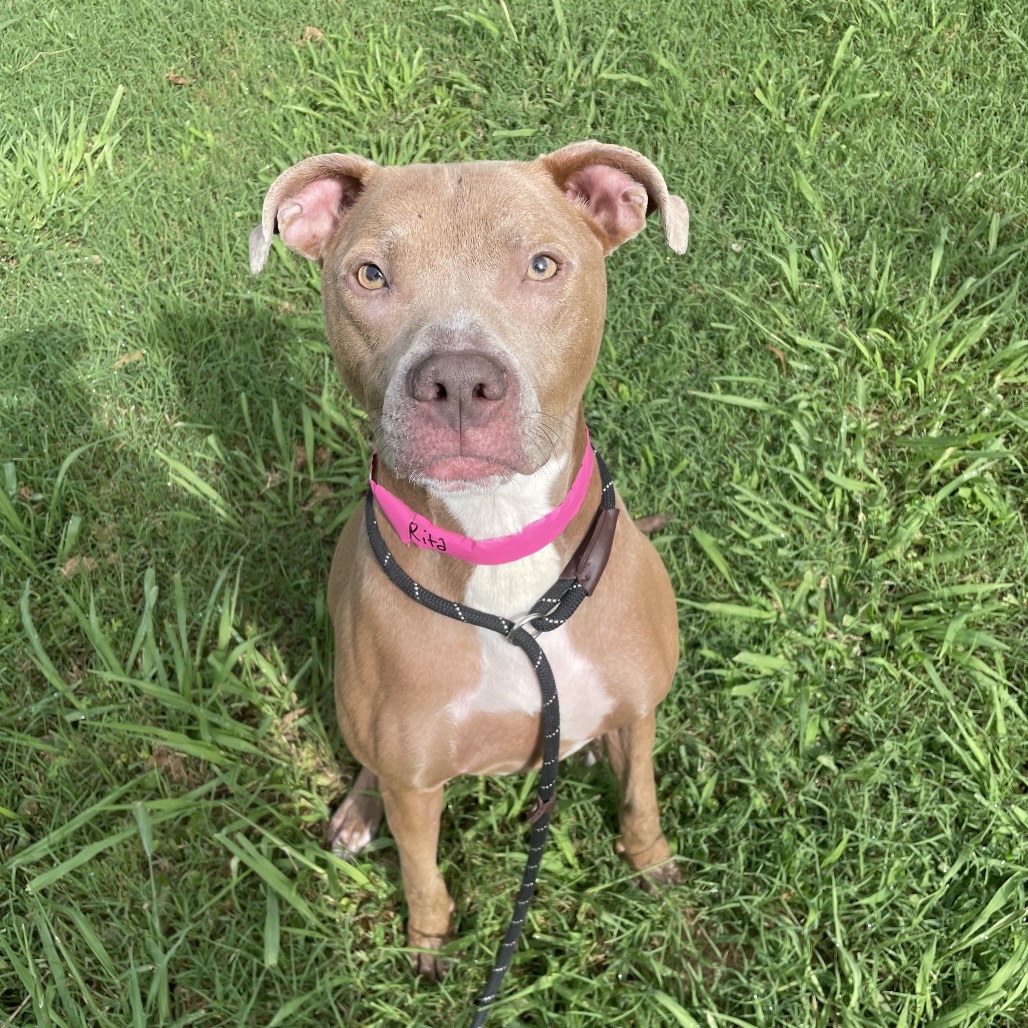 Shelter Stray Female Dog last seen , 4500 N Access Rd, Chattanooga, TN 37415, USA