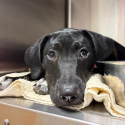Shelter Stray Female Dog last seen , 4500 N Access Rd, Chattanooga, TN 37415, USA