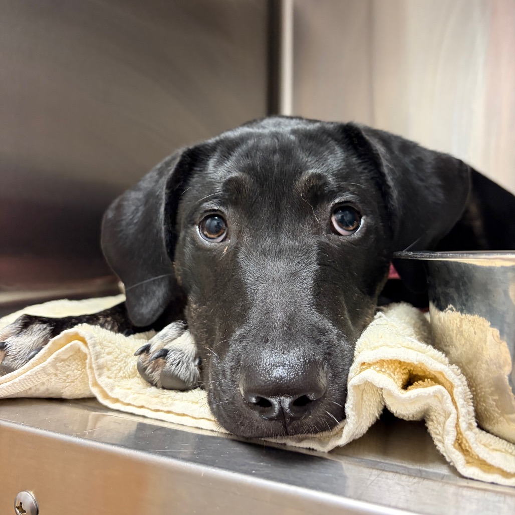 Shelter Stray Female Dog last seen , 4500 N Access Rd, Chattanooga, TN 37415, USA