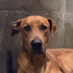 Shelter Stray Male Dog last seen , 3612 11th Ave, Los Angeles, CA 90018, USA