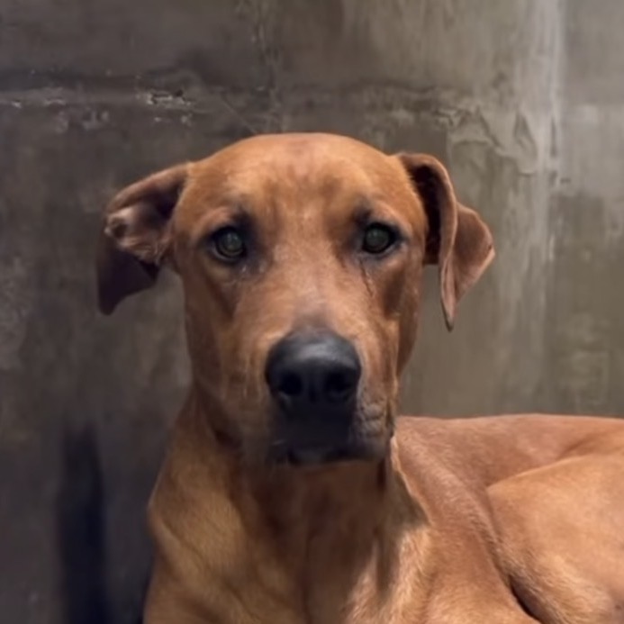 Shelter Stray Male Dog last seen , 3612 11th Ave, Los Angeles, CA 90018, USA