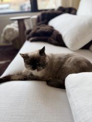 Lost Female Cat last seen honeysuckle hill area, Asheville, NC 28806