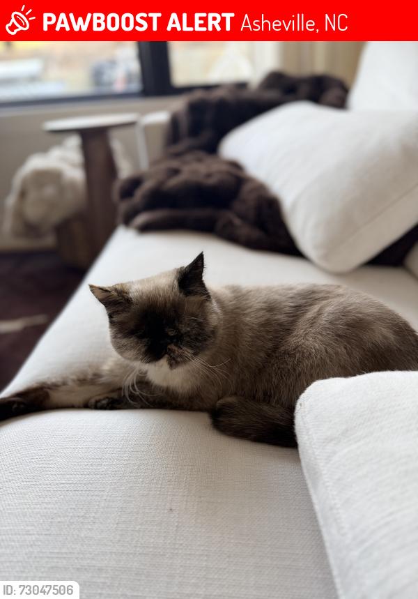 Lost Female Cat last seen honeysuckle hill area, Asheville, NC 28806