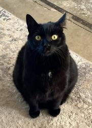 Lost Male Cat last seen Holloway Street, Thousand Oaks, CA 91320