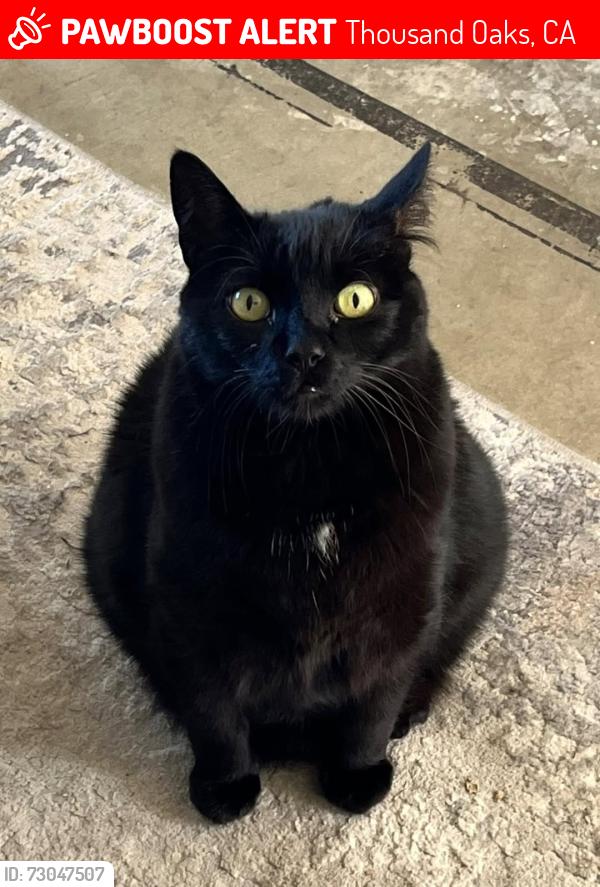 Lost Male Cat last seen Holloway Street, Thousand Oaks, CA 91320
