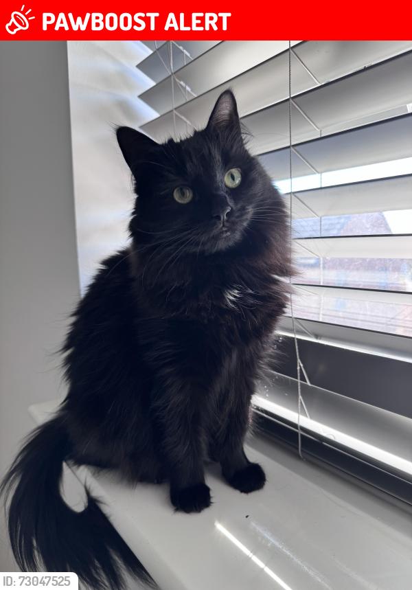 Lost Female Cat last seen Larkin Lane, Kingswood, Kingston upon Hull, England HU7 3NA