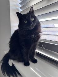 Lost Female Cat last seen Larkin Lane, Kingswood, Kingston upon Hull, England HU7 3NA