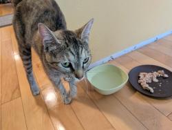 Found/Stray Female Cat last seen Heatherwood Middle School, Mill Creek, WA 98012