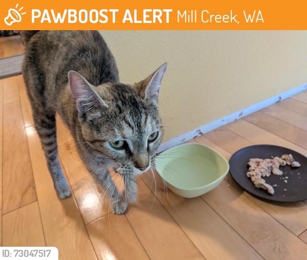 Found/Stray Female Cat last seen Heatherwood Middle School, Mill Creek, WA 98012