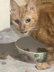 Found/Stray Unknown Cat last seen Panther creek Wedgewood Forest been around for a few days . Found in garage this morning, The Woodlands, TX 77381