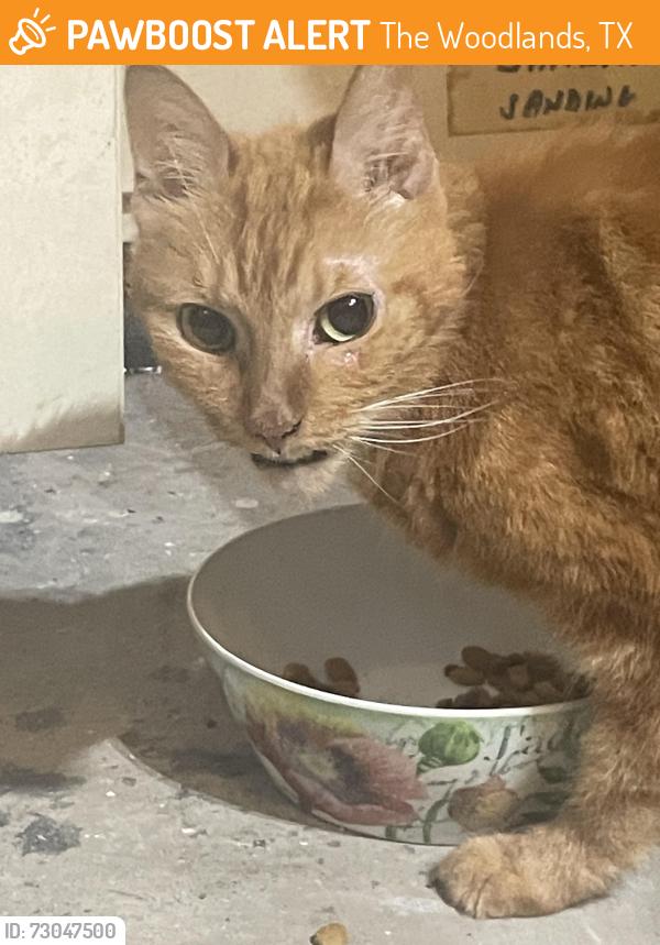 Found/Stray Unknown Cat last seen Panther creek Wedgewood Forest been around for a few days . Found in garage this morning, The Woodlands, TX 77381