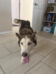Found/Stray Female Dog last seen Mike Price & Ralph Seitsinger, El Paso, TX 79938