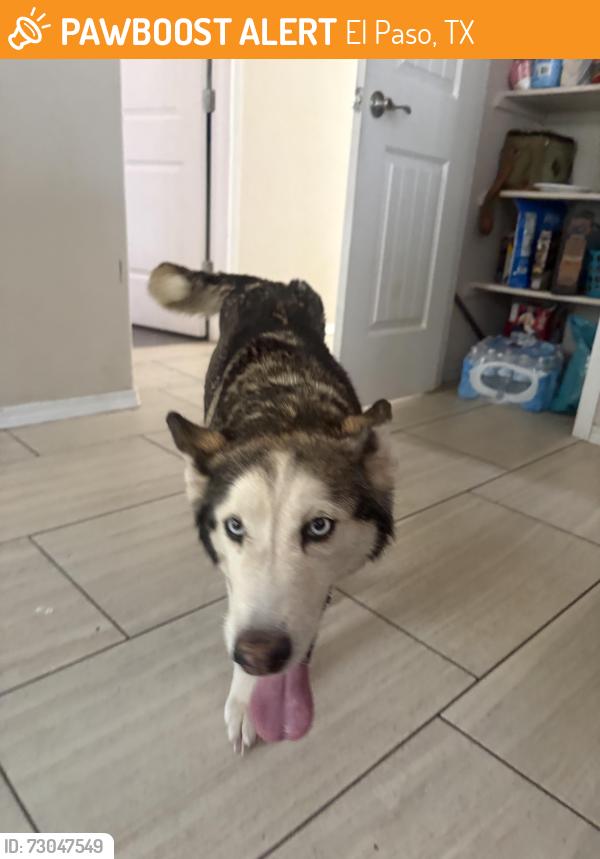 Found/Stray Female Dog last seen Mike Price & Ralph Seitsinger, El Paso, TX 79938