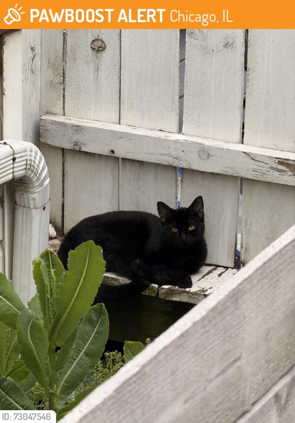 Found/Stray Female Cat last seen Daughters of St. Mary Providence, Chicago, IL 60634