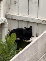 Found/Stray Female Cat last seen Daughters of St. Mary Providence, Chicago, IL 60634