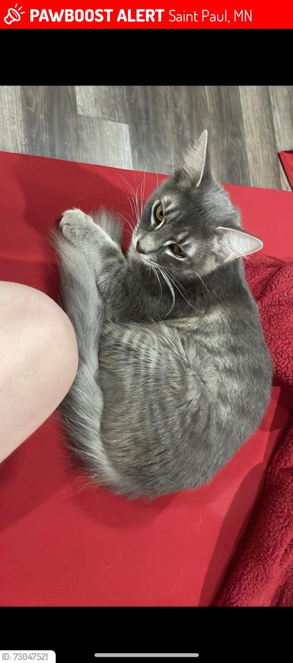 Lost Female Cat last seen Culver’s, Saint Paul, MN 55104