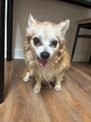 Reunited Male Dog last seen Canals st se, Washington, DC 20024