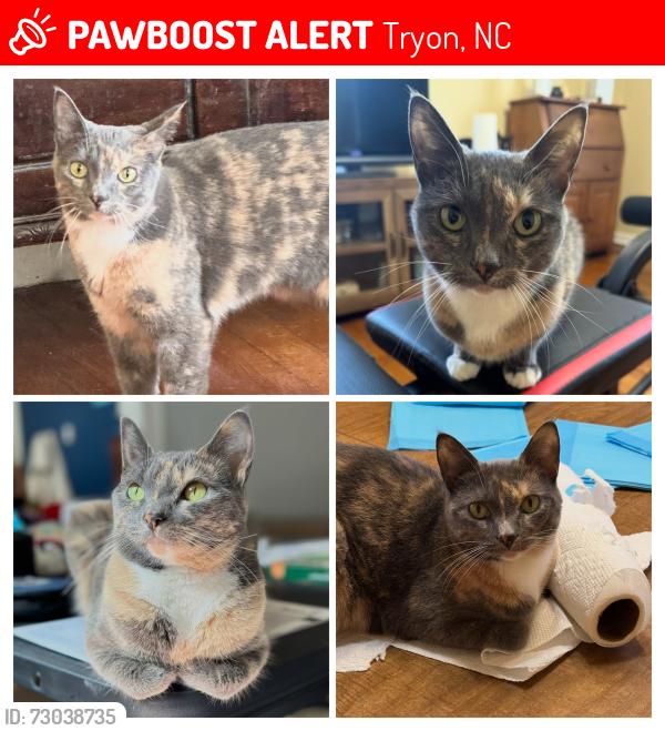 Lost Female Cat last seen US 176 HWY, Tryon, NC 28782