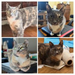 Lost Female Cat last seen US 176 HWY, Tryon, NC 28782