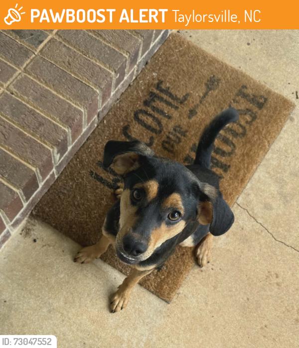 Found/Stray Male Dog last seen Millersville/16/County Home, Taylorsville, NC 28636