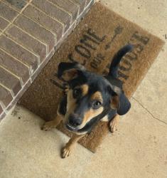 Found/Stray Male Dog last seen Millersville/16/County Home, Taylorsville, NC 28636