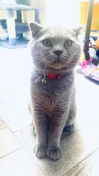Lost Male Cat last seen Near 101 street in junction blvd, Queens, NY 11368
