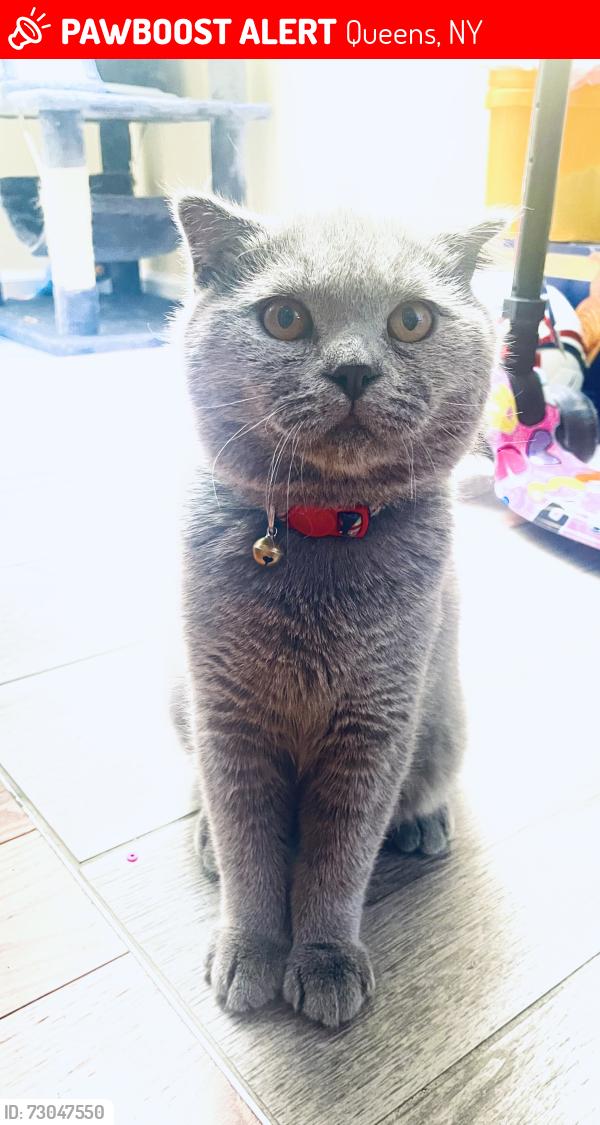 Lost Male Cat last seen Near 101 street in junction blvd, Queens, NY 11368